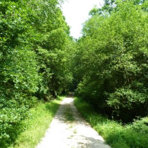 The Smatcher Forest