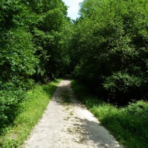 The Smatcher Forest