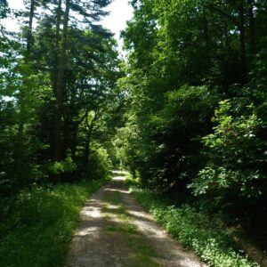 The Smatcher Forest