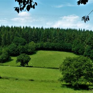 The Smatcher Forest