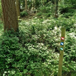 The Smatcher Forest