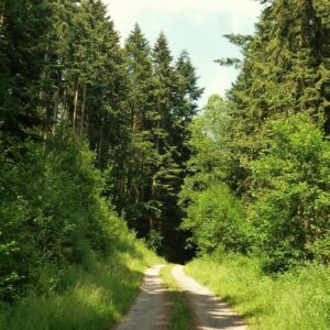 The Smatcher Forest