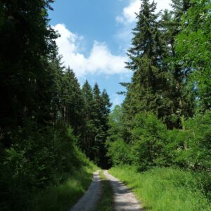 The Smatcher Forest