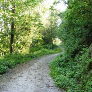 The Smatcher Forest